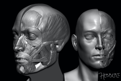 faceAnatomy-copy